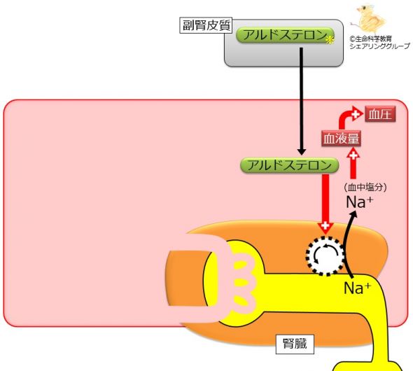 ./images/590px-Aldosterone_target.jpg