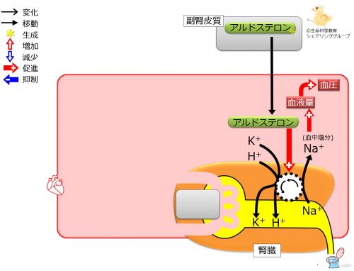 ./images/500px-アルドステロン作用2.jpg