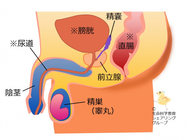 下垂体前葉が関与するホルモン（準6級）/内分泌系/下垂体前葉