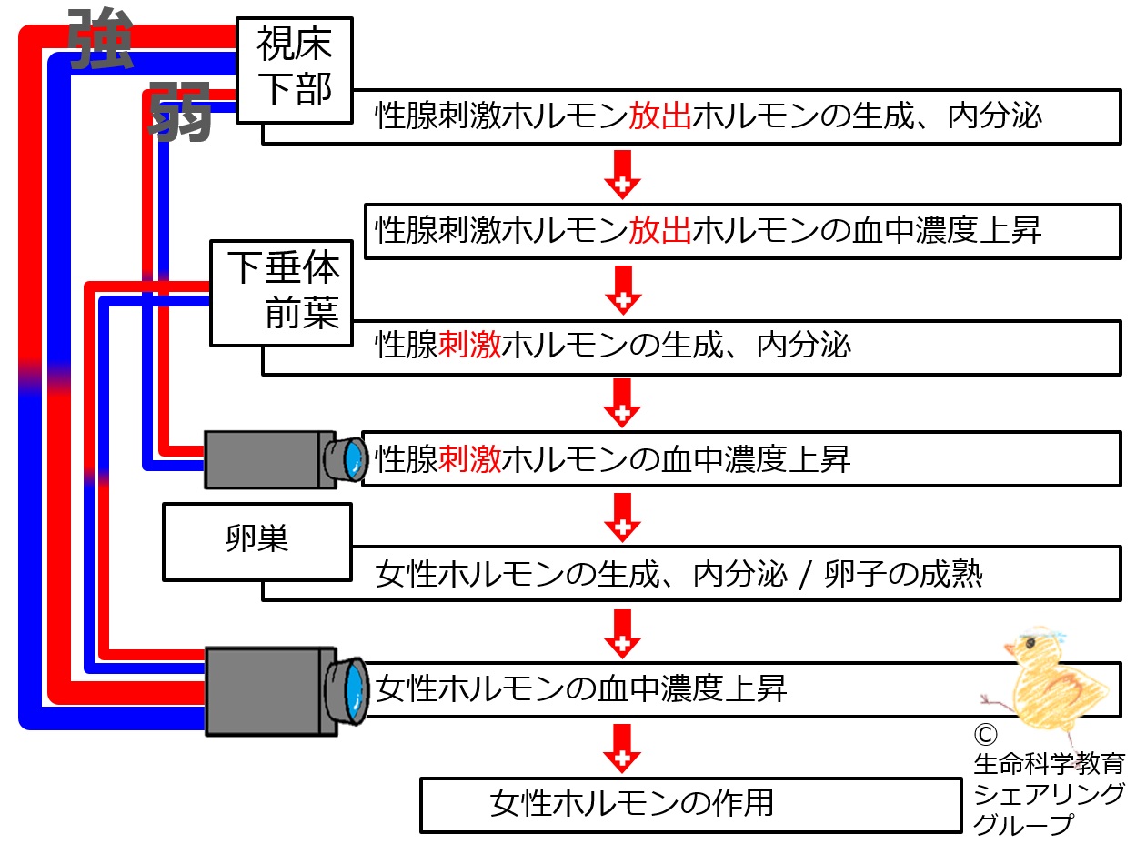 下垂体前葉の細胞学 生活環と分泌環との相関/理工学社/吉村不二夫（単行本）