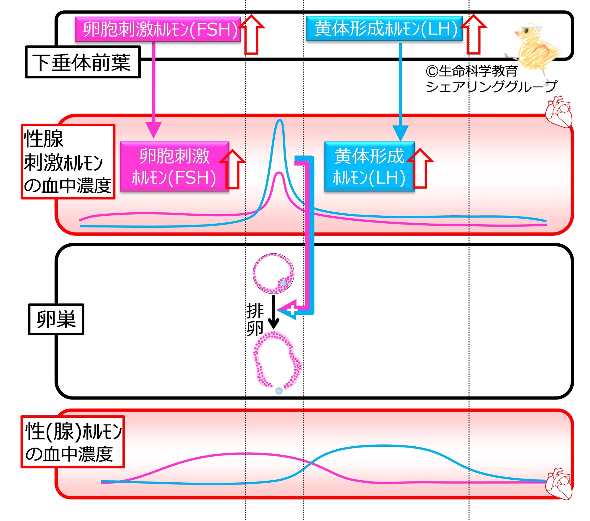 朝倉書店『内科学』（第12版）デジタル付録