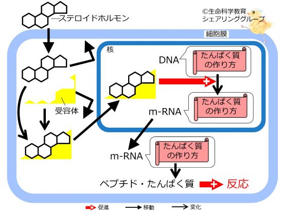 情報伝達の生化学（6級）/概論/細胞内小器官/細胞内情報伝達
