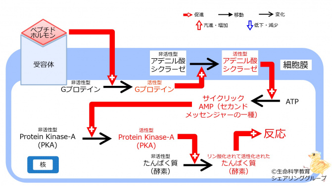 ca2 やその他の二次メッセンジャー オファー