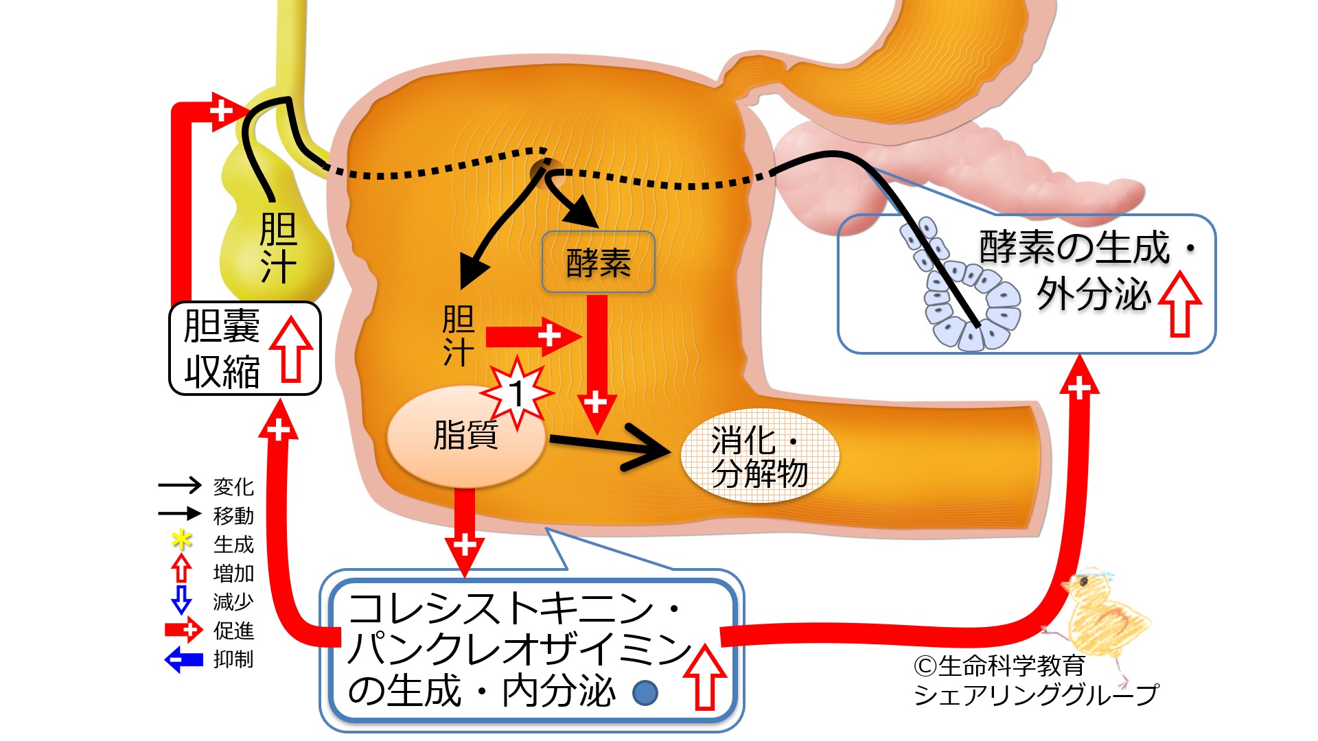 腸管ホルモン（準6級）/消化器系/膵臓/膵臓外分泌を調節するホルモン/コレシストキニン・パンクレオザイミン 一歩一歩学ぶ生命科学