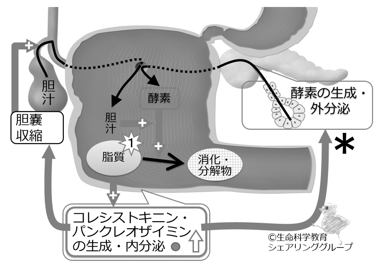 消化器系/膵臓/膵臓外分泌を調節するホルモン/コレシストキニン・パンクレオザイミン
