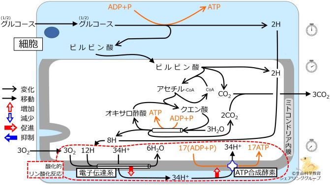 Energy metabolism summary6.jpg