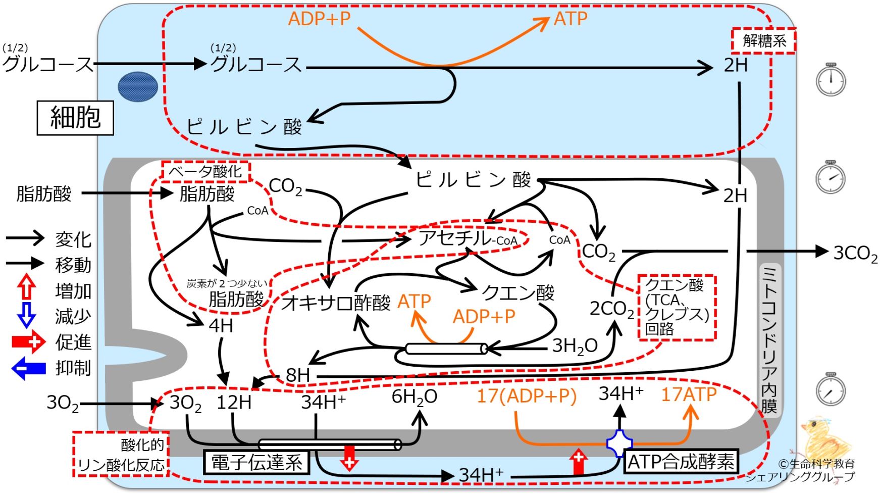 エネルギー代謝 全体像5まとめ.jpg