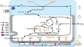 ./images/280px-クイズ_電子伝達系.jpg