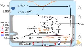 ./images/280px-クイズ_ATP合成酵素.jpg