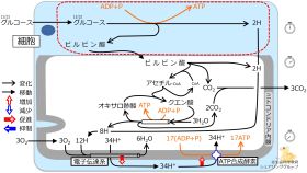 ./images/280px-Glycolysis-quiz.jpg