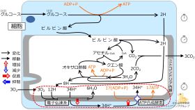 ./images/280px-Oxidativephosphorylationquiz.jpg