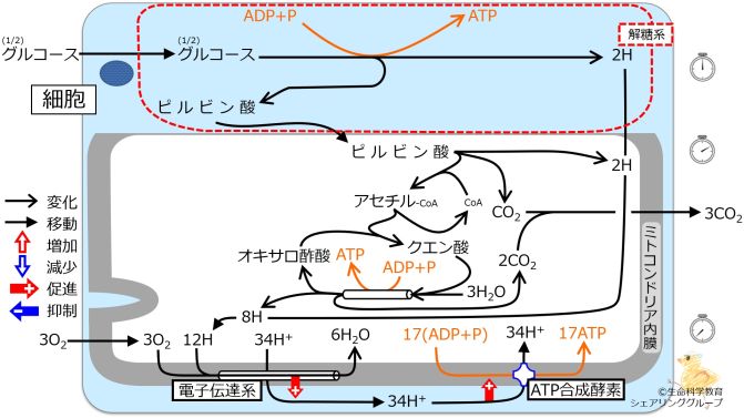 エネルギー代謝 全体像1.jpg