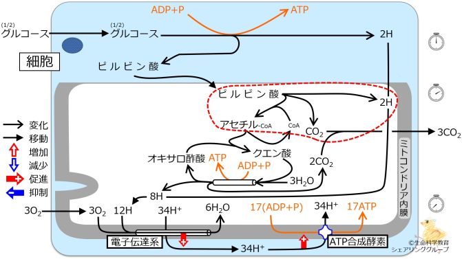 エネルギー代謝 全体像2.jpg