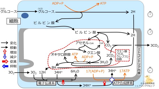 エネルギー代謝 全体像3.jpg