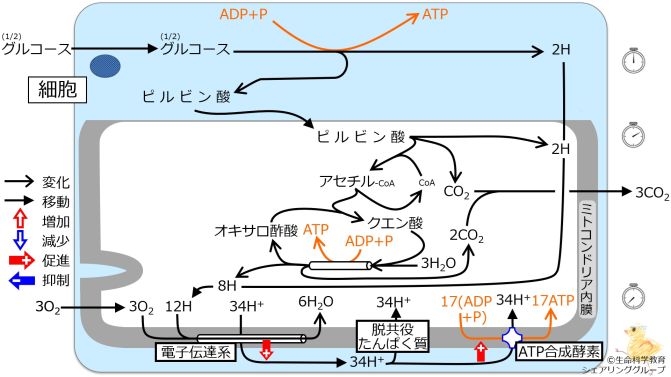 UCP-basic-Jpn.jpg