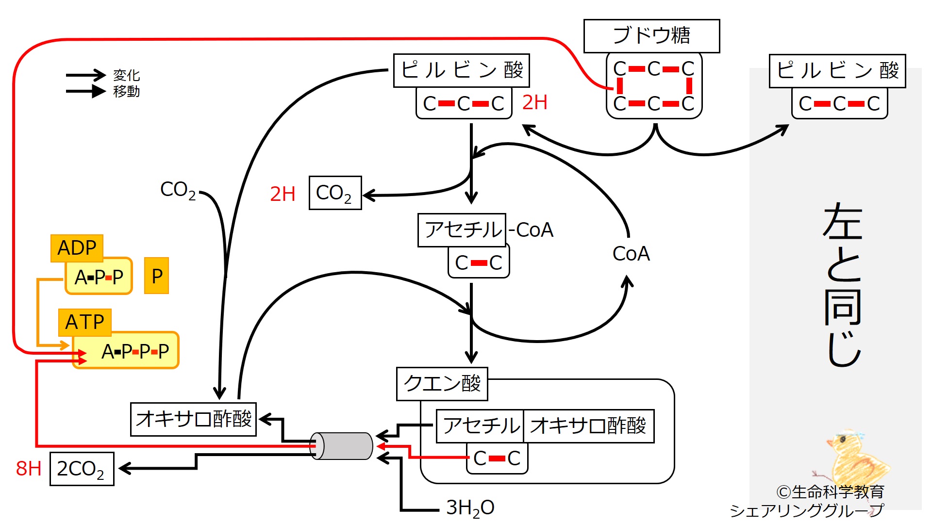 EnergyMetabolismNumberOfC-Summary-Jpn.jpg