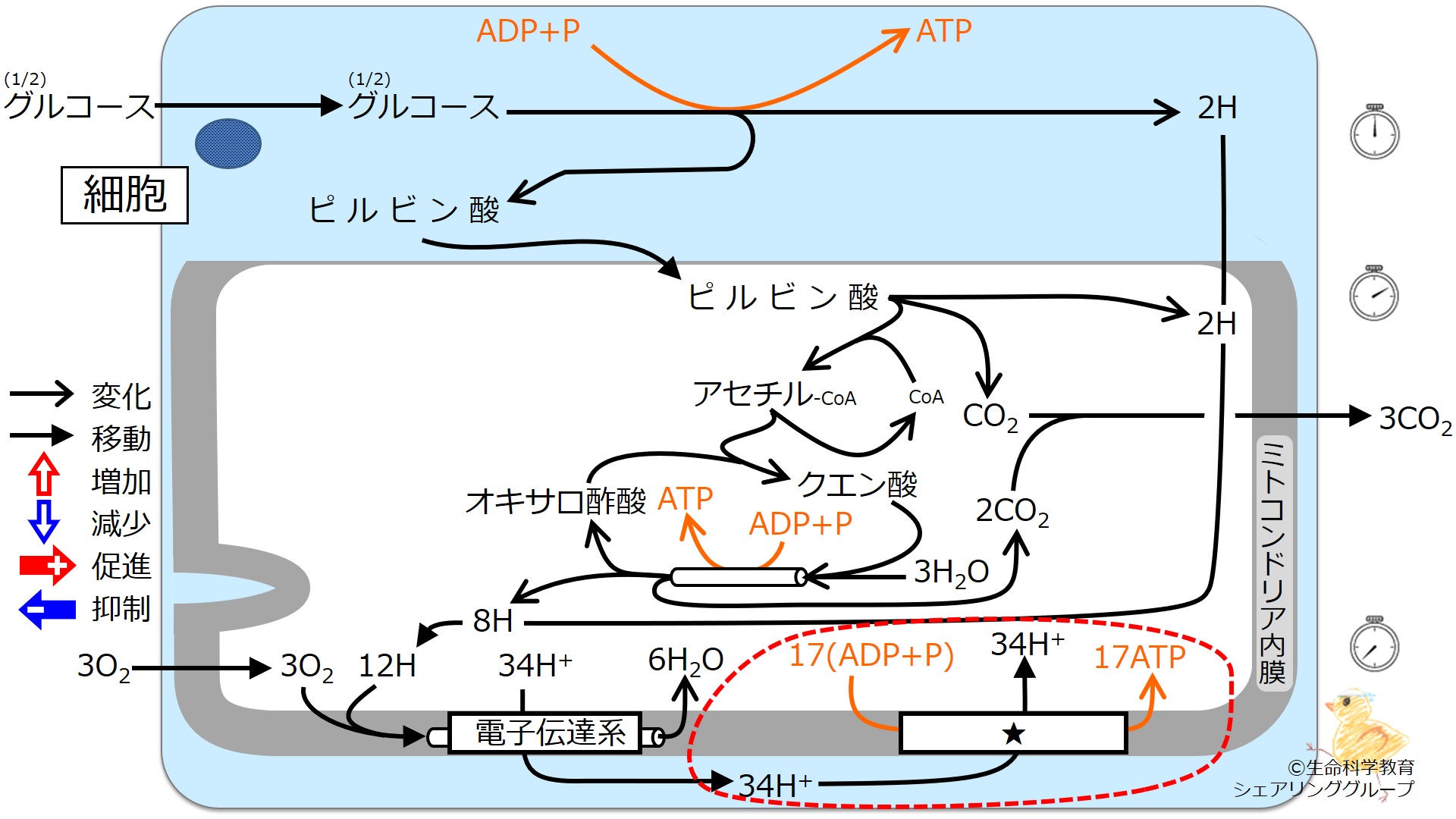./images/クイズ_ATP合成酵素.jpg