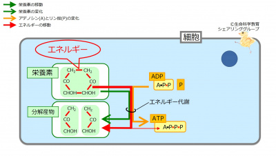エネルギー代謝（準5級）/概論/エネルギー代謝/少し詳しい情報