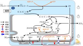 Ca-305/蛋白質核酸酵素 1981年10月号 ペプチド合成への酵素の