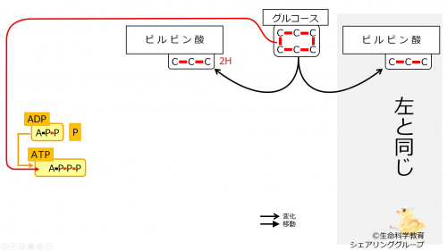 エネルギー代謝（6級）/概論/エネルギー代謝/エネルギー代謝の
