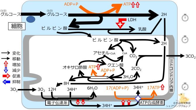 新生理科学大系 22 エネルギー代謝・体温調節 エネルギー代謝（6級）/概論/エネルギー代謝/主な病的代謝/乳酸