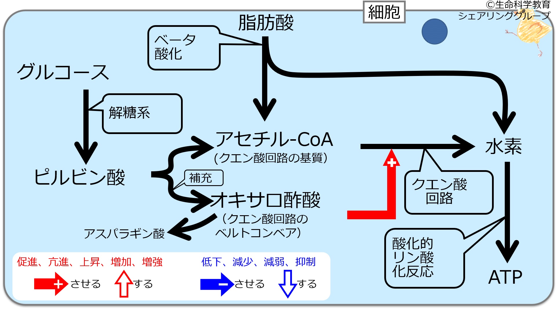 エネルギー代謝（６級）/概論/エネルギー代謝/主な病的代謝/ケトン体の蓄積（簡略版） | 一歩一歩学ぶ生命科学