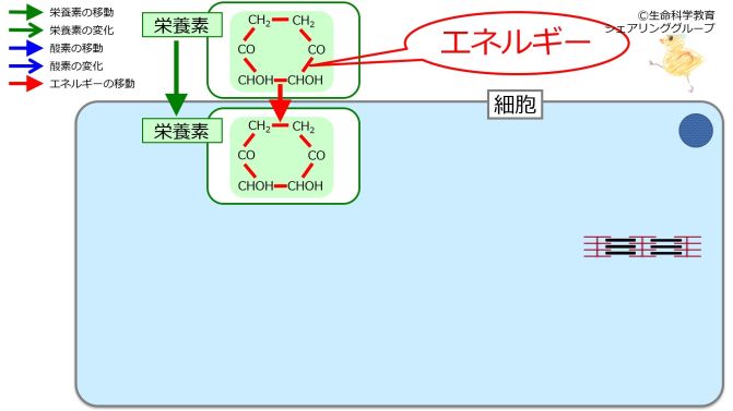 新生理科学大系 22 エネルギー代謝・体温調節 エネルギー代謝（7級）/概論/エネルギー代謝/栄養素と