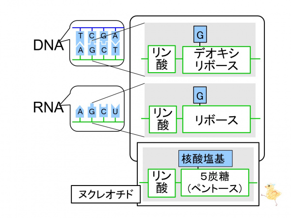 デオキリボ核酸様 リクエスト 6点 まとめ商品 核酸の構造（6級）/概論/遺伝/生化学と細胞内小器官/核酸(DNA,_RNA