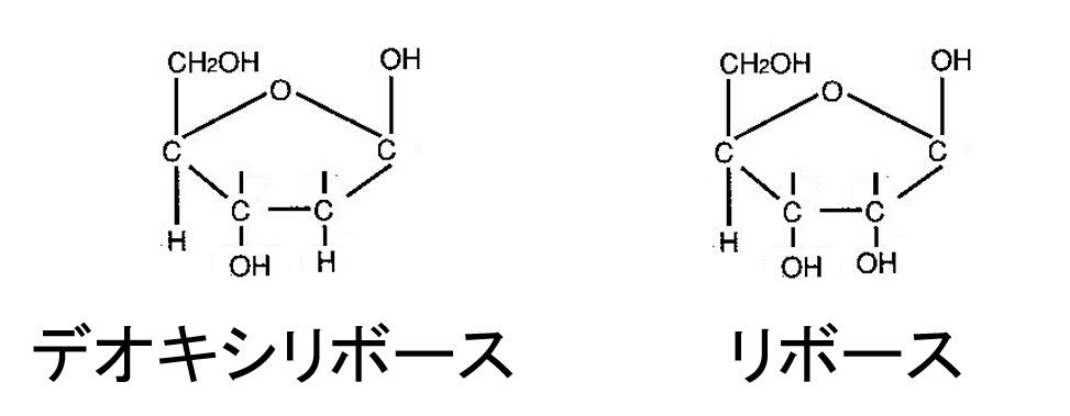 核酸の構造（６級）/概論/遺伝/生化学と細胞内小器官/核酸(DNA,_RNA)/構造/ヌクレオチド | 一歩一歩学ぶ生命科学