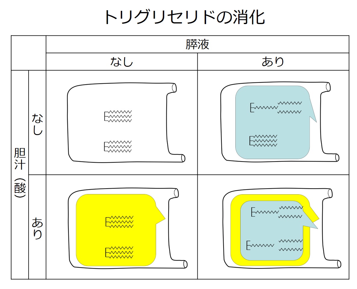 脂質消化のまとめ.jpg