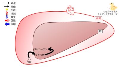 LiverGlycogenAfterMeal-Jpn.jpg