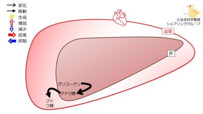 LiverGlycogenBeforeMeal-Jpn.jpg