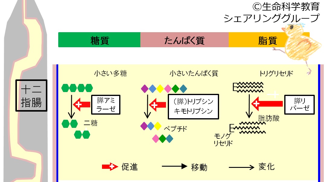 膵液6級.jpg