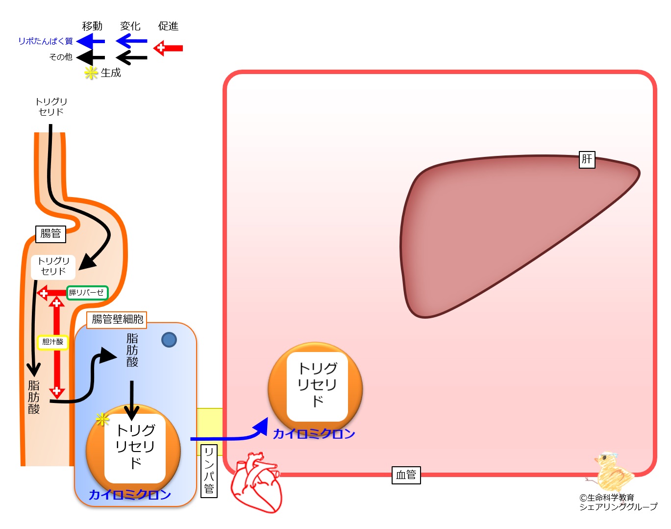 Chylomicron-generation-move.jpg