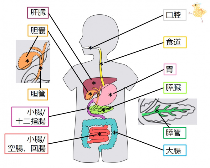 消化器/消化吸収の基礎－1（7級）/消化器系/入門/消化器系臓器