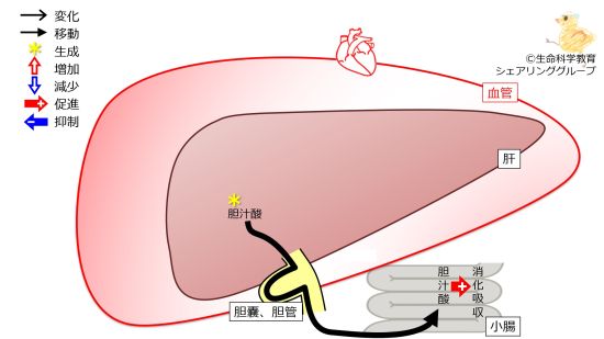肝不全（6級）/消化器系/肝臓/肝不全/胆汁酸の生成 | 一歩一歩