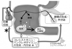 イメカラ 5冊セット 呼吸器 消化管 腎臓 肝・胆・膵 内分泌・代謝 塩出 悠登、小玉 尚宏、竹原 徹郎 ≪消化器内科学≫ 希少がんで