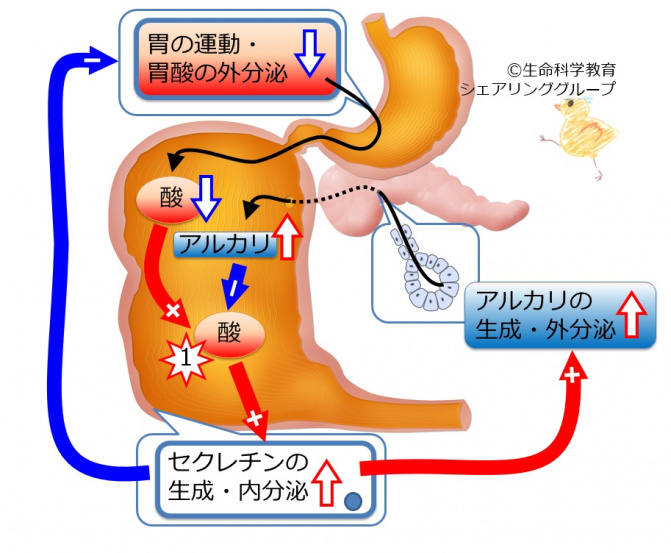 肝胆膵（準6級）/消化器系/膵臓/膵臓外分泌を調節するホルモン