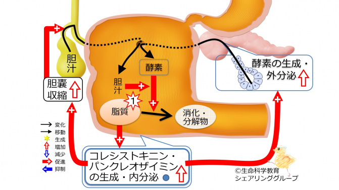 肝胆膵（準6級）/消化器系/膵臓/膵臓外分泌を調節するホルモン