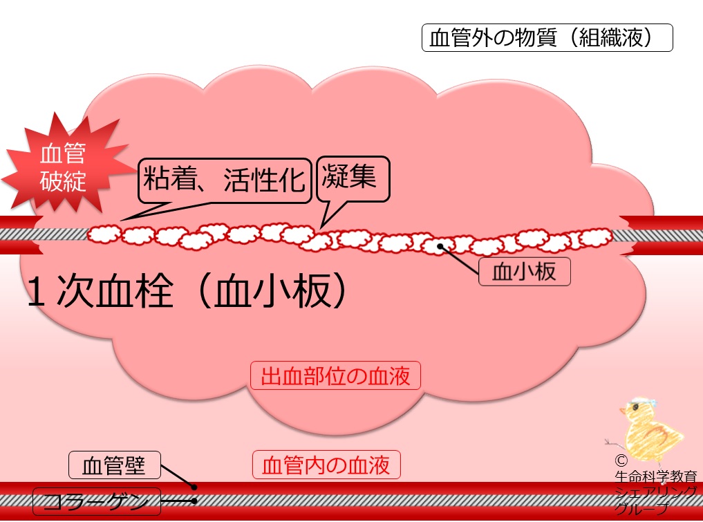 止血（7級）/血液・骨髄・リンパ系/血小板・血液凝固系