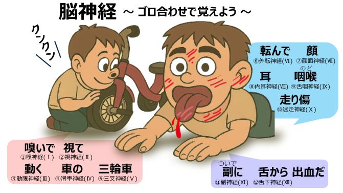 CranialNerveRhymesBasicJpn.jpg