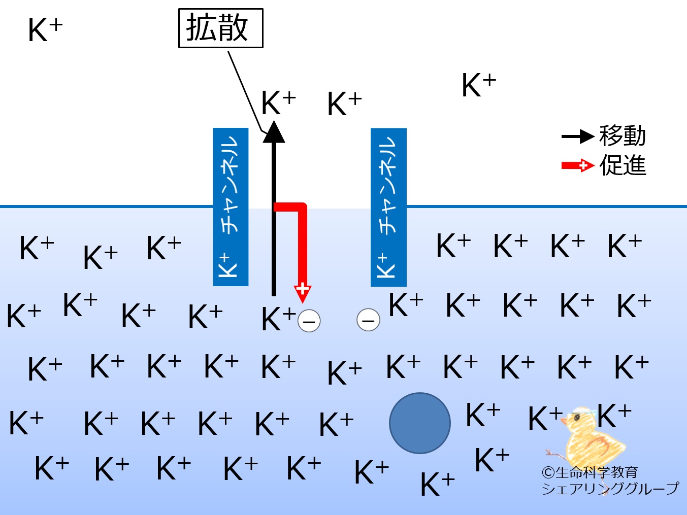 Diffusion2potential ja.jpg