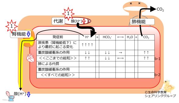 ./images/590px-Metabolic-acidosis-no-compensation.jpg