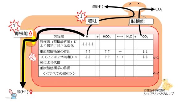 ./images/590px-Metabolic-alkalosis-no-compensation.jpg