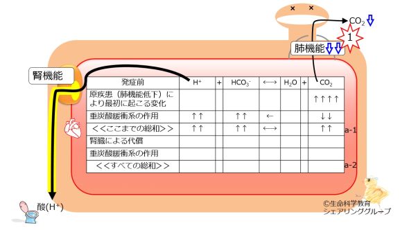 ./images/590px-Respiratory-acidosis-no-compensation.jpg