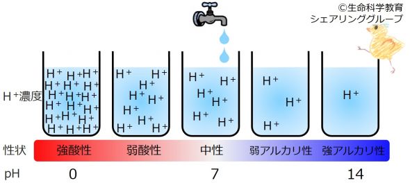 【再入荷】 酸・塩基平衡の基礎（準6級）/化学/酸とアルカリ/pHの基礎 その他