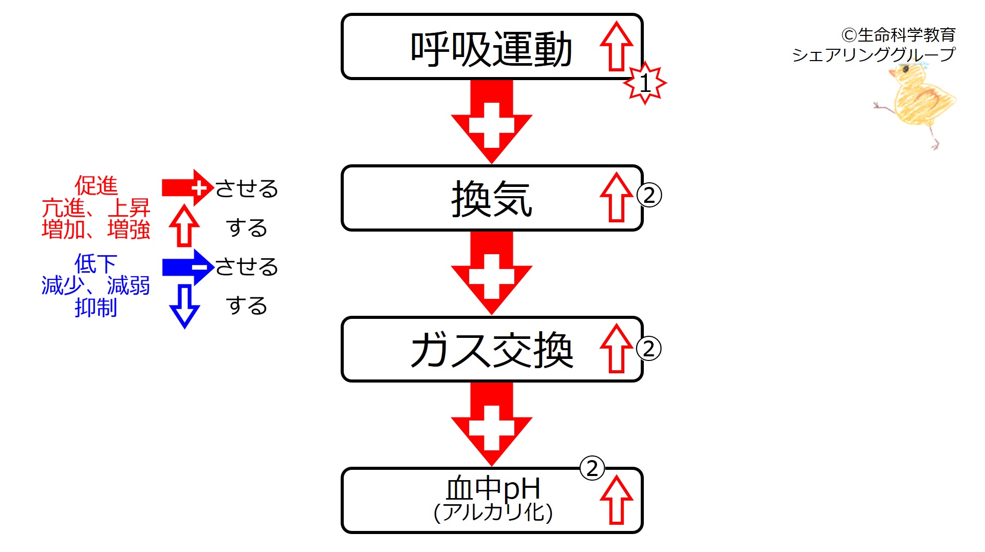 エネルギー代謝と血液ガスと呼吸（準6級）/呼吸/外呼吸(肺呼吸
