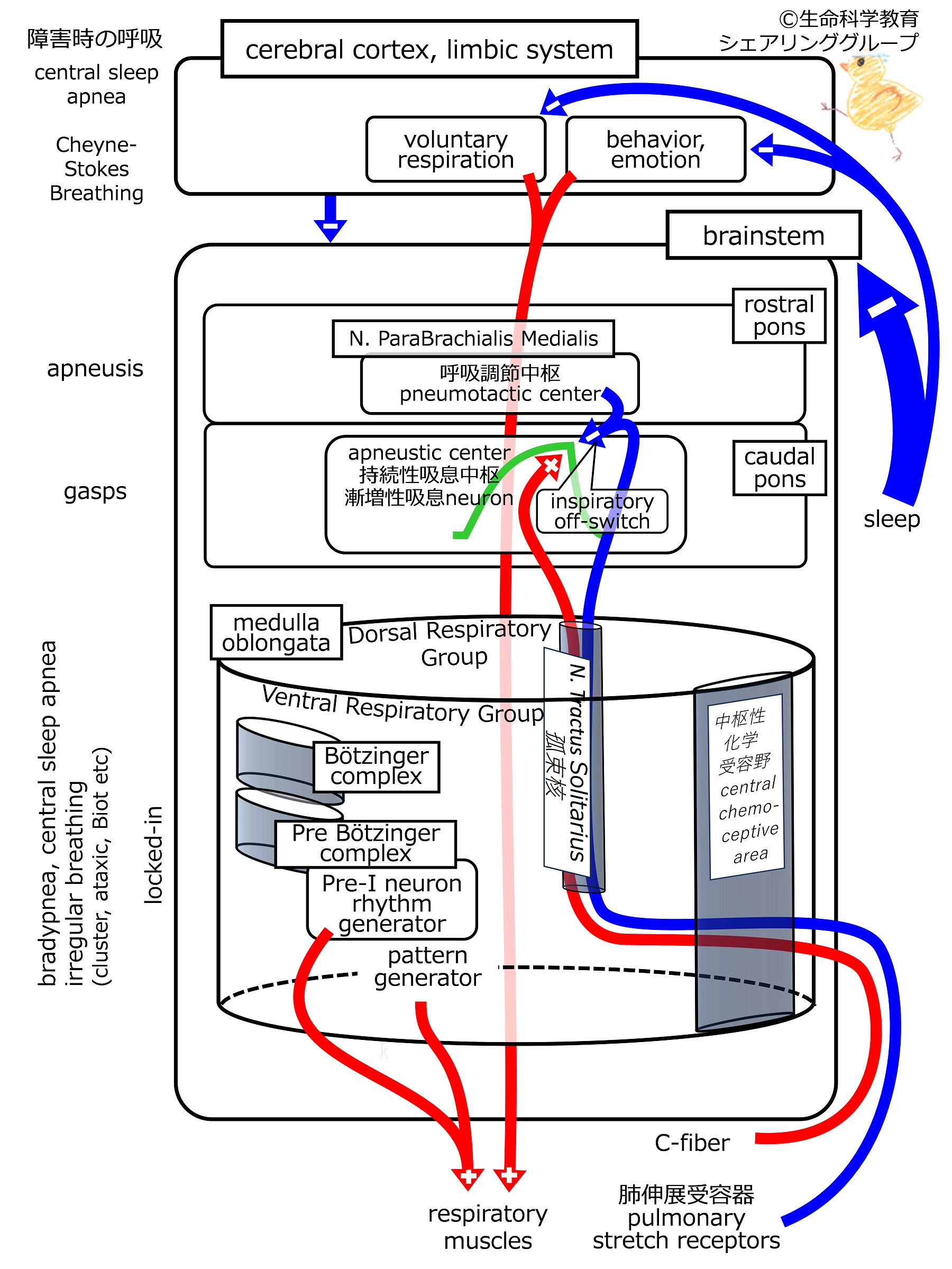 呼吸/呼吸調節/中枢神経/概略
