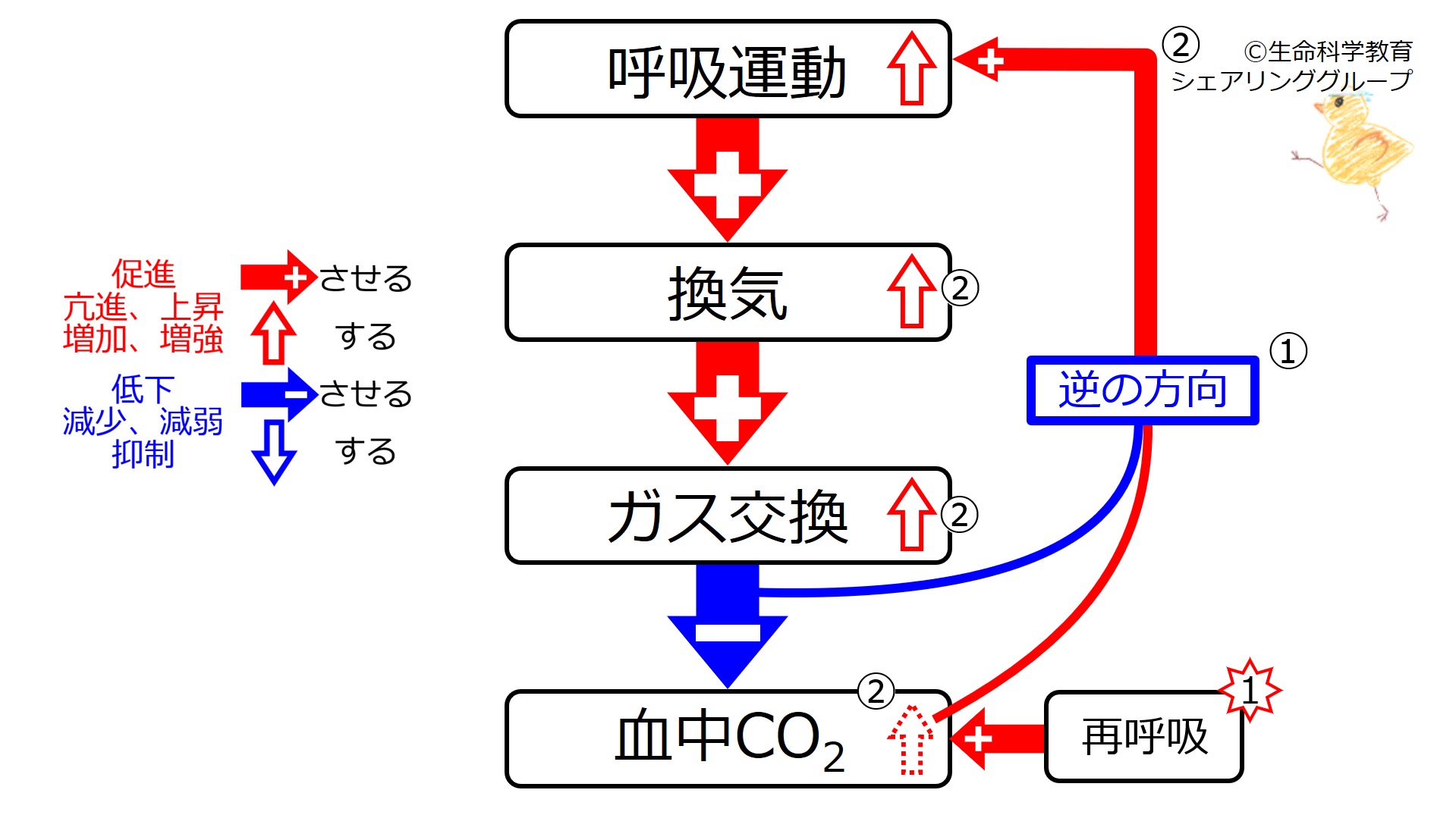 FRAT 呼吸と関節運動による機能化技法 DVD｜FRAT－呼吸と関節運動による機能化技法 ～頭蓋・胸郭・骨盤