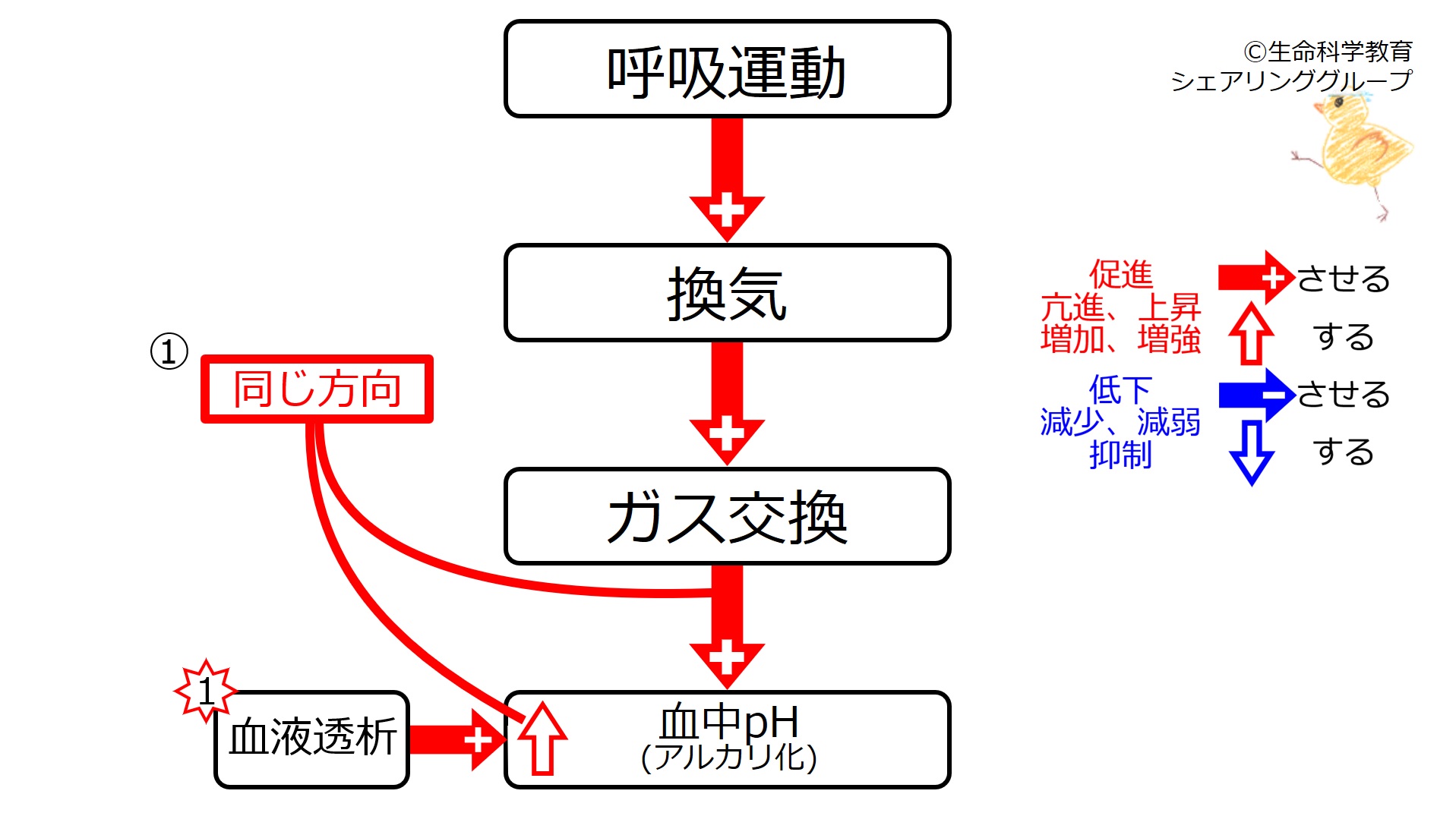 FRAT 呼吸と関節運動による機能化技法 FRAT 呼吸と関節運動による機能化技法